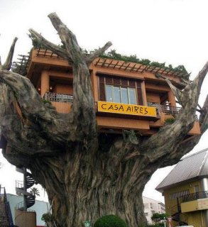 casa del árbol caseta de madera construida en las ramas de un tronco 89 imágenes de casita en el arboleda cerca del tronco de uno o varios bosques. pueden diseñarse si siempre has querido tener una habitación