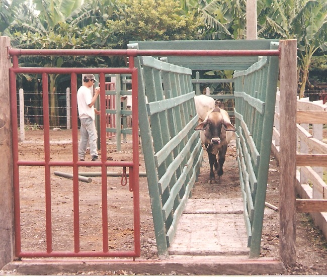 Calceta o manga 11 Brete para ganado de lidia apartar seleccionar el ganado acceso ganadera corrales embudos calcetas embudo muro estribo corrales embudo calceta bretes brete apretadero mecánico instalaciones