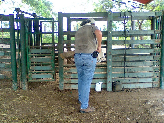 calceta o manga 24 Brete para ganado de lidia apartar seleccionar el ganado acceso ganadera corrales embudos calcetas embudo muro estribo corrales embudo calceta bretes brete apretadero mecánico instalaciones