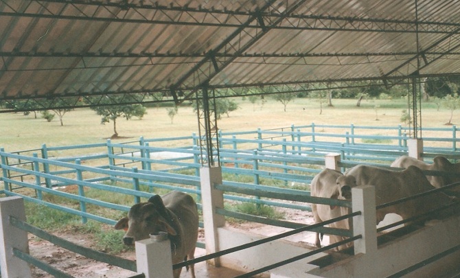 corral estabulado 12 corral redondo exposiciones ganaderas engorde corrales construcción corralejas para ganado exposiciones comerciales corrales de negocios manejo ganado en corral redondo o picadero corraleja